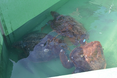 DSC_0920_20160809144708ffb